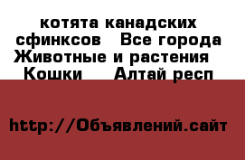 котята канадских сфинксов - Все города Животные и растения » Кошки   . Алтай респ.